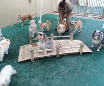 Banderas Pet Hospital & Boarding