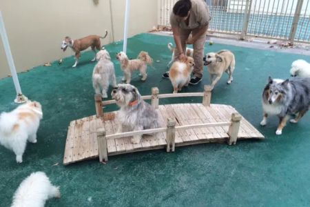 Banderas Pet Hospital & Boarding