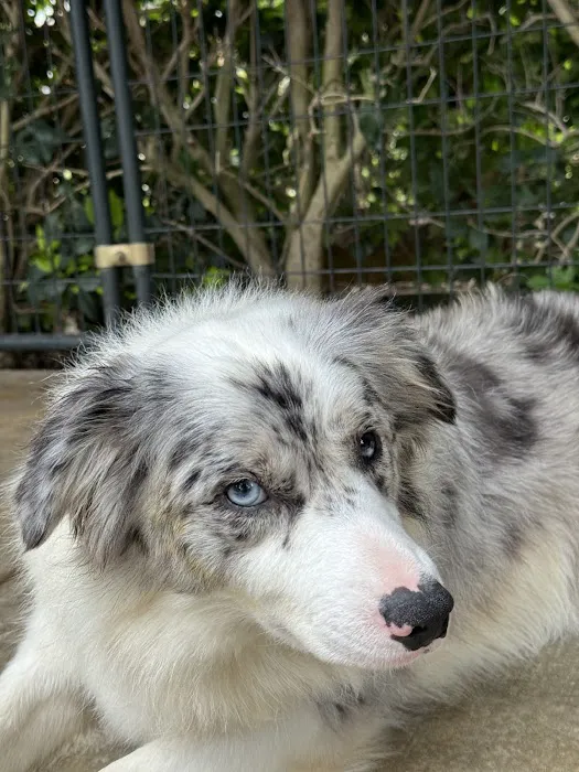 Antonio Animal Hospital 12
