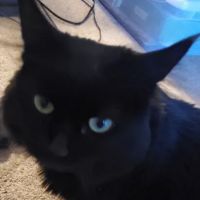 Antonio Animal Hospital ico