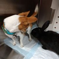 Stewart Veterinary Group ico