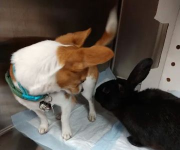 Stewart Veterinary Group
