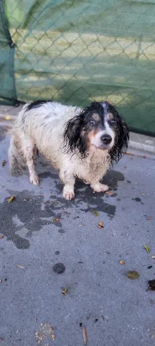Animal Urgent Care 12