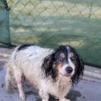 Animal Urgent Care ico