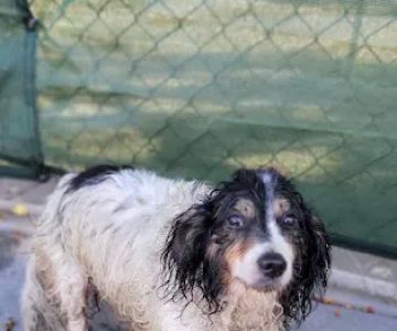 Animal Urgent Care