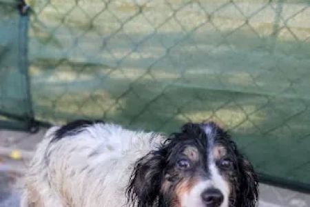 Animal Urgent Care