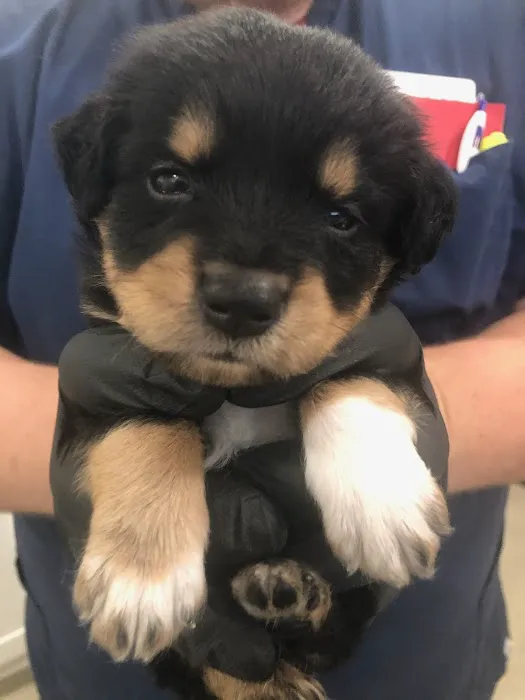 Animal Urgent Care 12