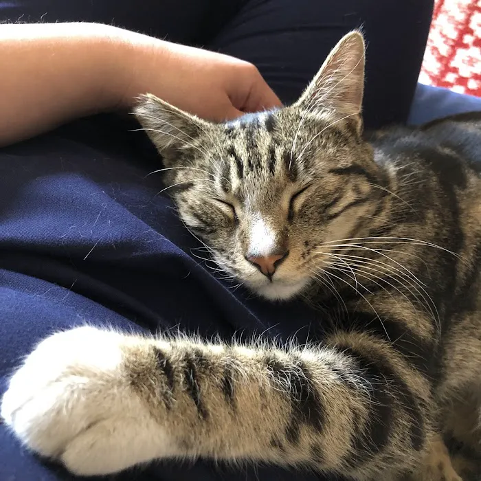 Animal Urgent Care 12