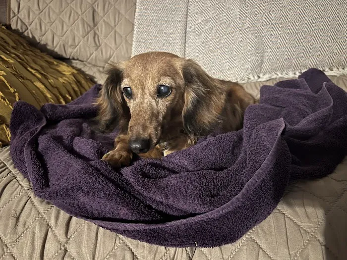 Animal Urgent Care 12