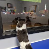 Limehouse Veterinary Clinic ico