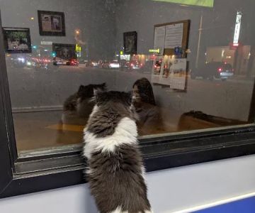 Limehouse Veterinary Clinic
