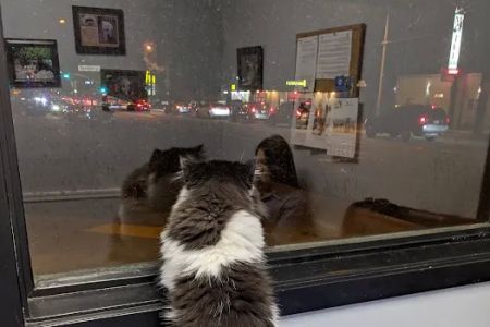 Limehouse Veterinary Clinic