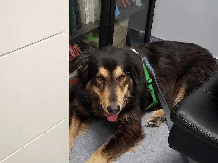 Limehouse Veterinary Clinic 3
