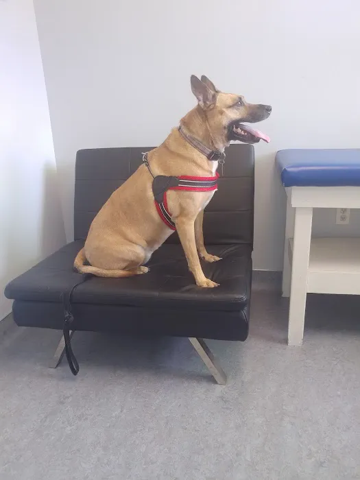 Limehouse Veterinary Clinic 6