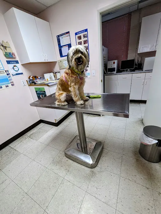 Glenoaks Animal Hospital 12