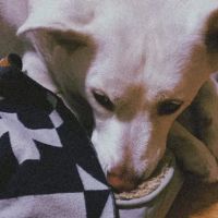 Glenoaks Animal Hospital ico