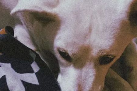 Glenoaks Animal Hospital