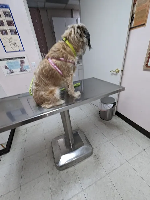 Glenoaks Animal Hospital 12