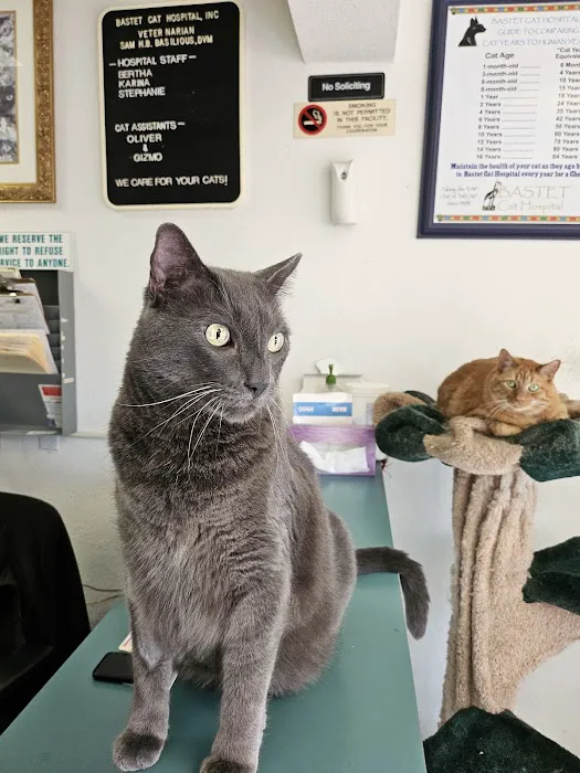 Bastet Cat Hospital, inc. 12