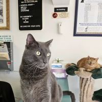Bastet Cat Hospital, inc. ico