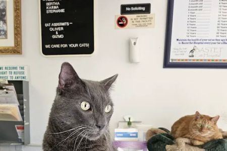 Bastet Cat Hospital, inc.