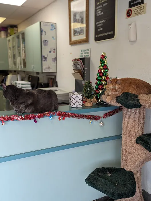 Bastet Cat Hospital, inc. 12