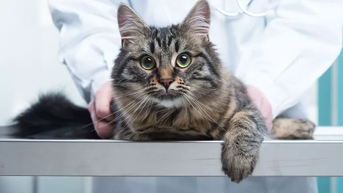 Media City Animal Hospital 2