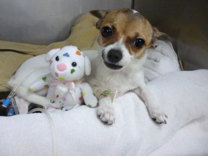 VCA Burbank Animal Hospital 12