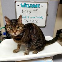 VCA Burbank Animal Hospital ico