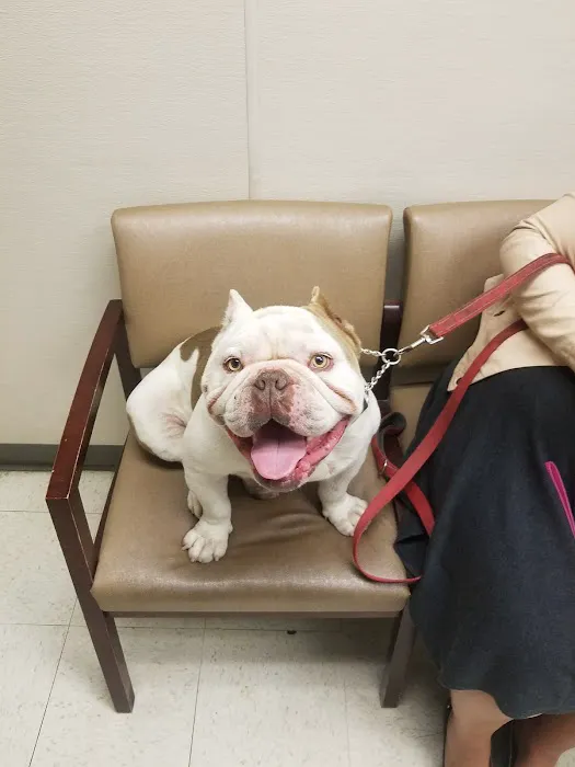 VCA Burbank Animal Hospital 12