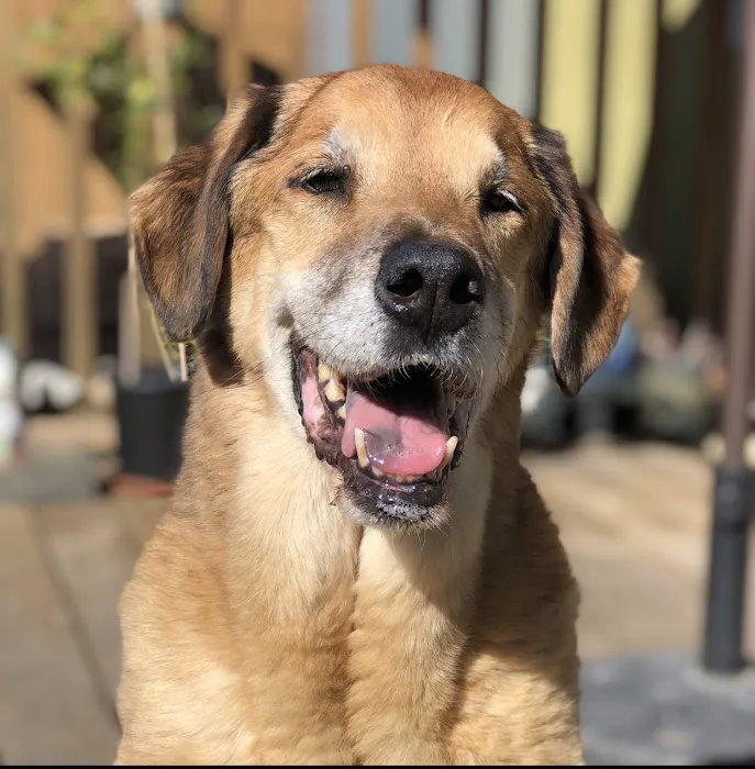 Rancho West Animal Hospital 12
