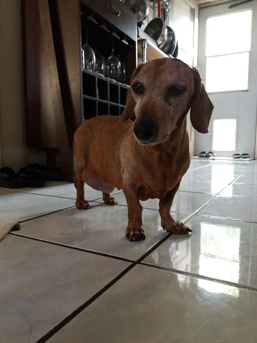 Home Vet House Call Services 12