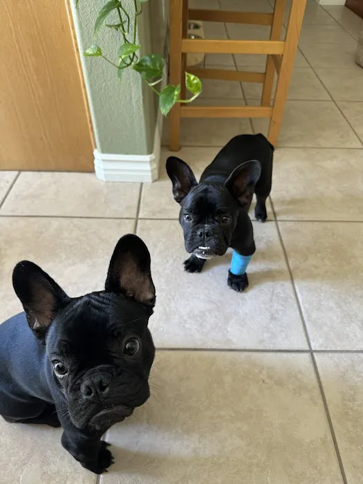 Home Vet House Call Services 12
