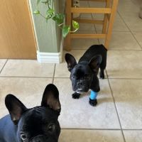 Home Vet House Call Services ico