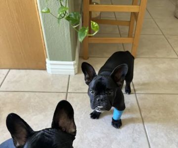Home Vet House Call Services
