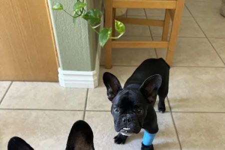 Home Vet House Call Services