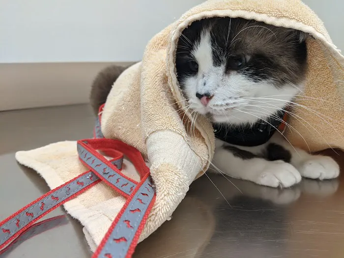 Golden Oaks Veterinary Hospital 12