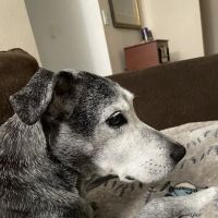 Golden Oaks Veterinary Hospital ico