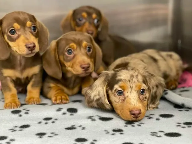 New Haven Animal Hospital 12