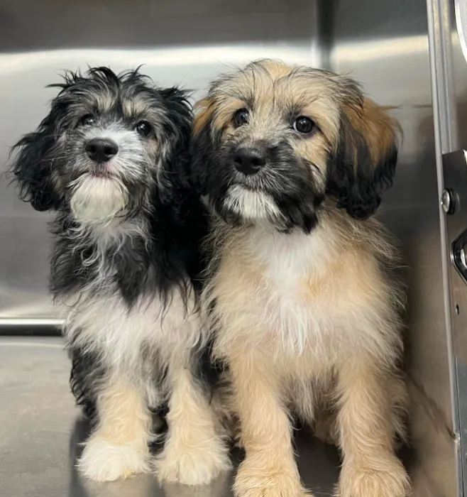 New Haven Animal Hospital 12