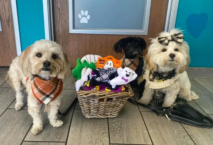 New Haven Animal Hospital 12
