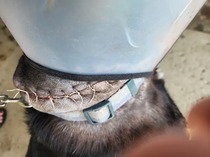 Alta Loma Animal Hospital 12