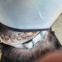 Alta Loma Animal Hospital ico