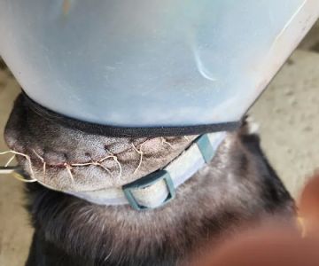 Alta Loma Animal Hospital