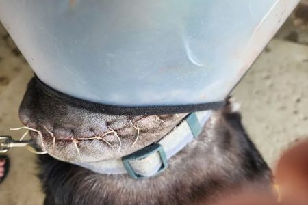 Alta Loma Animal Hospital