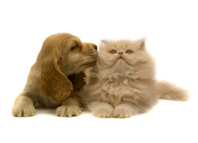 Baseline Animal Hospital, Boarding, & Grooming 12