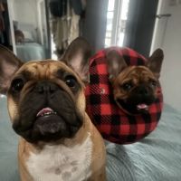 Baseline Animal Hospital, Boarding, & Grooming ico