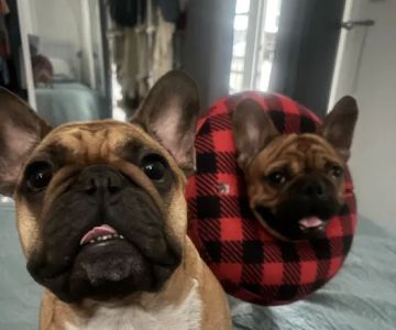 Baseline Animal Hospital, Boarding, & Grooming