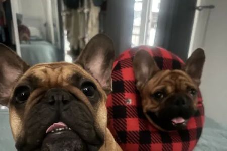 Baseline Animal Hospital, Boarding, & Grooming