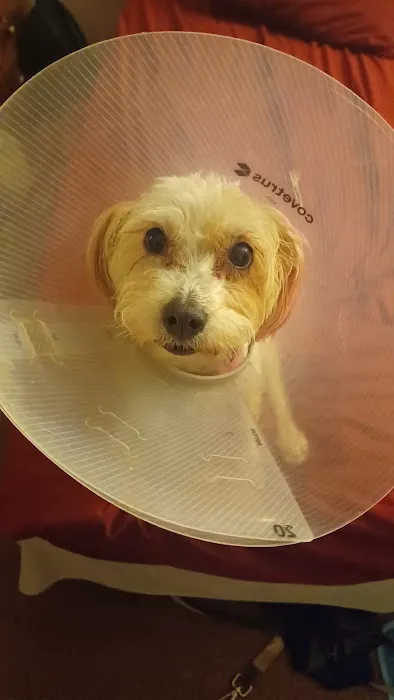 Ontario Spay and Neuter 12